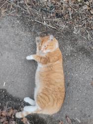 Reunited Male Cat last seen Near Washington Blvd, Baltimore, MD 21230, USA, Baltimore, MD 21230