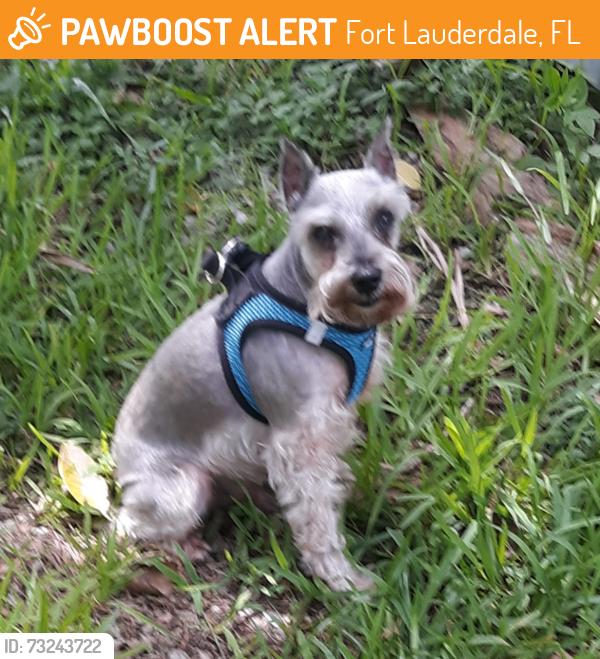 Found/Stray Male Dog last seen Broadview Park area, Fort Lauderdale, FL 33317