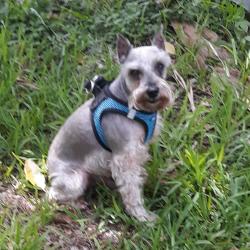 Found/Stray Male Dog last seen Broadview Park area, Fort Lauderdale, FL 33317