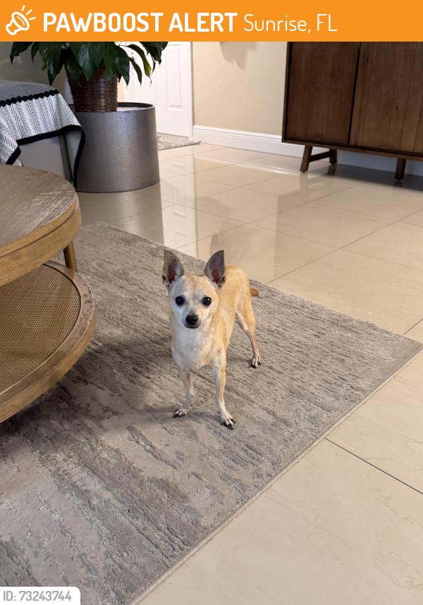 Found/Stray Female Dog last seen Near soccer park Nob Hill Sunrise, Sunrise, FL 33322