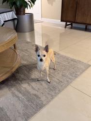Found/Stray Female Dog last seen Near soccer park Nob Hill Sunrise, Sunrise, FL 33322