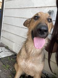 Reunited Male Dog last seen In front of elsie fay heggins theres a shopping center, Dallas, TX 75215
