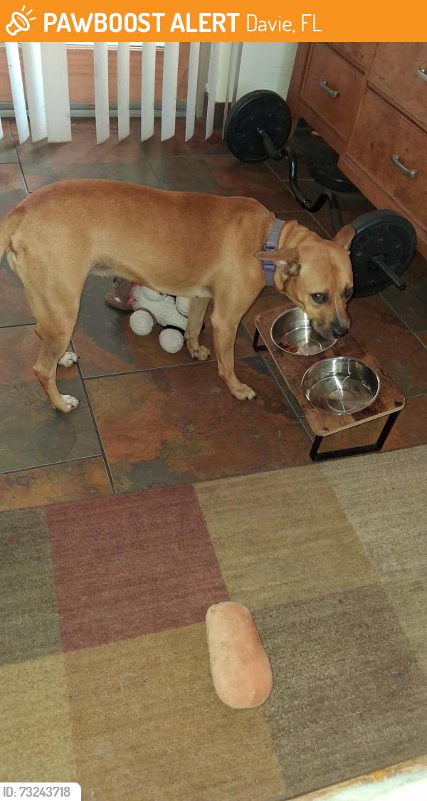 Found/Stray Female Dog last seen Truck parking lot next to 595 Truck Stop in Davie FL, Davie, FL 33314