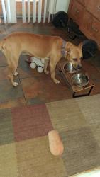 Found/Stray Female Dog last seen Truck parking lot next to 595 Truck Stop in Davie FL, Davie, FL 33314