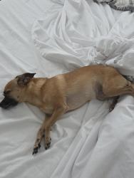 Reunited Female Dog last seen Charlston and Parkway, Land O' Lakes, FL 34639