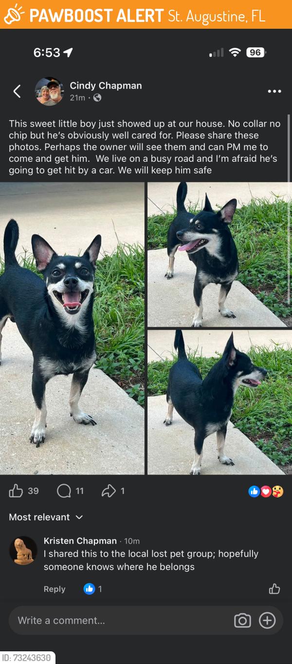 Found/Stray Male Dog last seen Kings est Rd X Dobbs Rd, St. Augustine, FL 32086