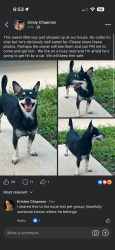 Found/Stray Male Dog last seen Kings est Rd X Dobbs Rd, St. Augustine, FL 32086