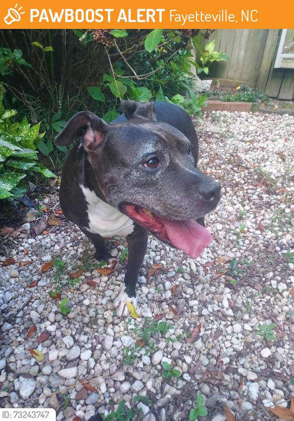 Found/Stray Male Dog last seen Glenbrook Drive, Beaver Run Subdivision, Fayetteville, NC 28314