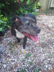Found/Stray Male Dog last seen Glenbrook Drive, Beaver Run Subdivision, Fayetteville, NC 28314