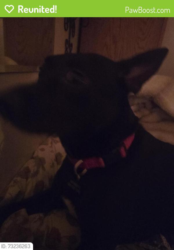 Reunited Female Dog last seen Pine Mountain Rd, Hudson, NC 28638