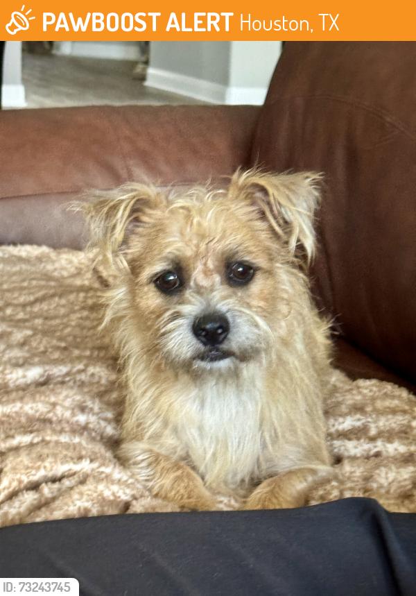 Found/Stray Male Dog last seen Gratos Italian restaurant at the corner of 529 & Fry Rd, Houston, TX 77433