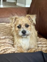 Found/Stray Male Dog last seen Gratos Italian restaurant at the corner of 529 & Fry Rd, Houston, TX 77433