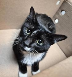 Shelter Stray Male Cat last seen 1st Avenue, NEW YORK, NY, 10029, 326 E 110th St, New York, NY 10029, USA