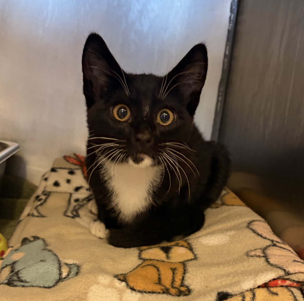 Shelter Stray Male Cat last seen Near Norma Way, LIVERMORE, CA, 94550, 8323 Baldwin St, Oakland, CA 94621, USA