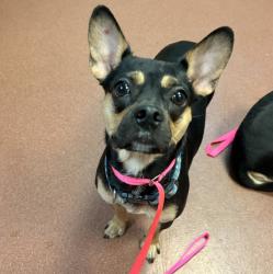 Shelter Stray Female Dog last seen Found on the road, SAN LEANDRO, CA, 94577, 8323 Baldwin St, Oakland, CA 94621, USA