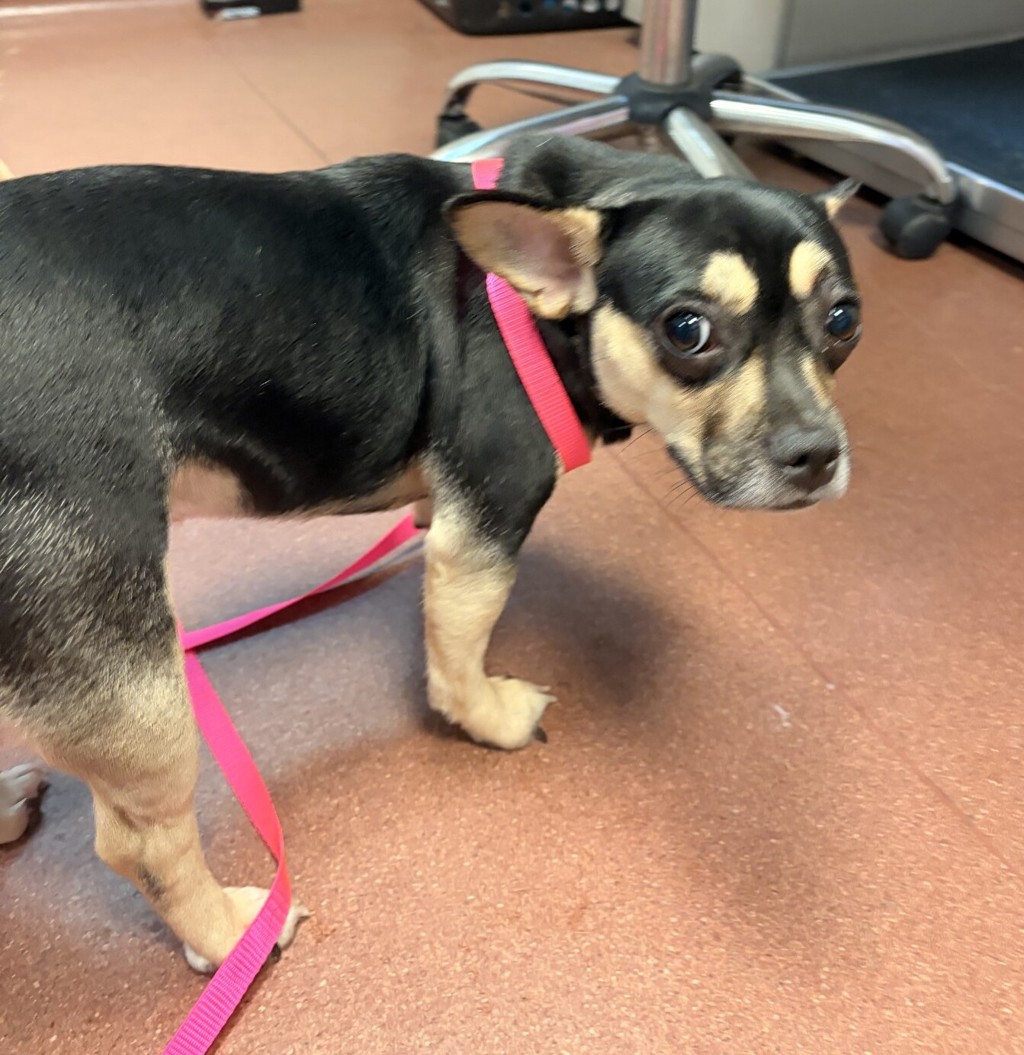 Shelter Stray Female Dog last seen Found on the road, SAN LEANDRO, CA, 94577, 8323 Baldwin St, Oakland, CA 94621, USA