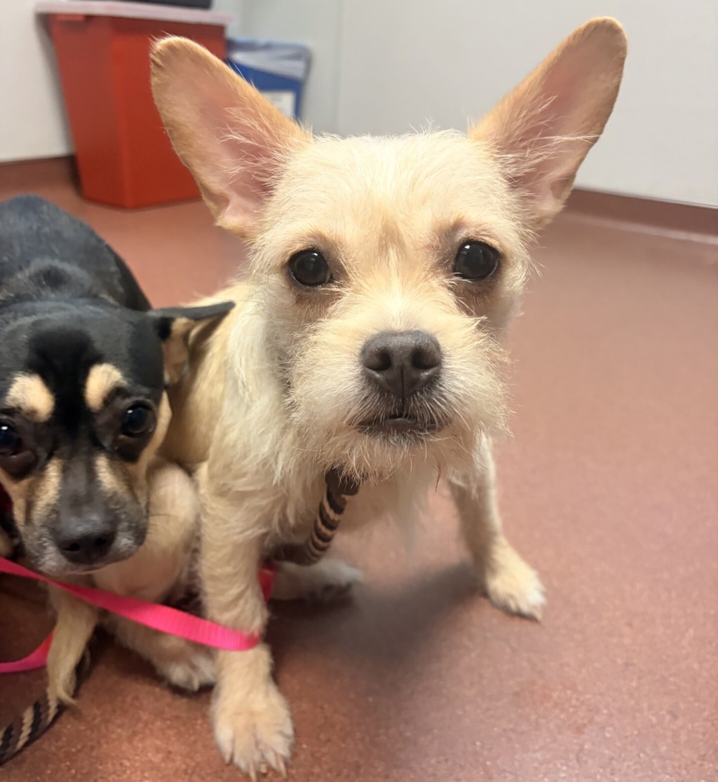 Shelter Stray Female Dog last seen Found on the road, SAN LEANDRO, CA, 94577, 8323 Baldwin St, Oakland, CA 94621, USA