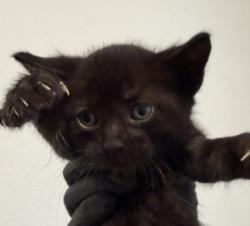Shelter Stray Male Cat last seen Rene Court, San Diego, CA, 92154, 5500 Gaines St, San Diego, CA 92110, USA