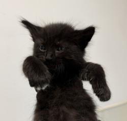 Shelter Stray Male Cat last seen Rene Court, San Diego, CA, 92154, 5500 Gaines St, San Diego, CA 92110, USA