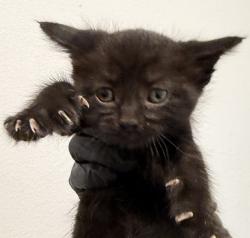 Shelter Stray Male Cat last seen Rene Court, San Diego, CA, 92154, 5500 Gaines St, San Diego, CA 92110, USA