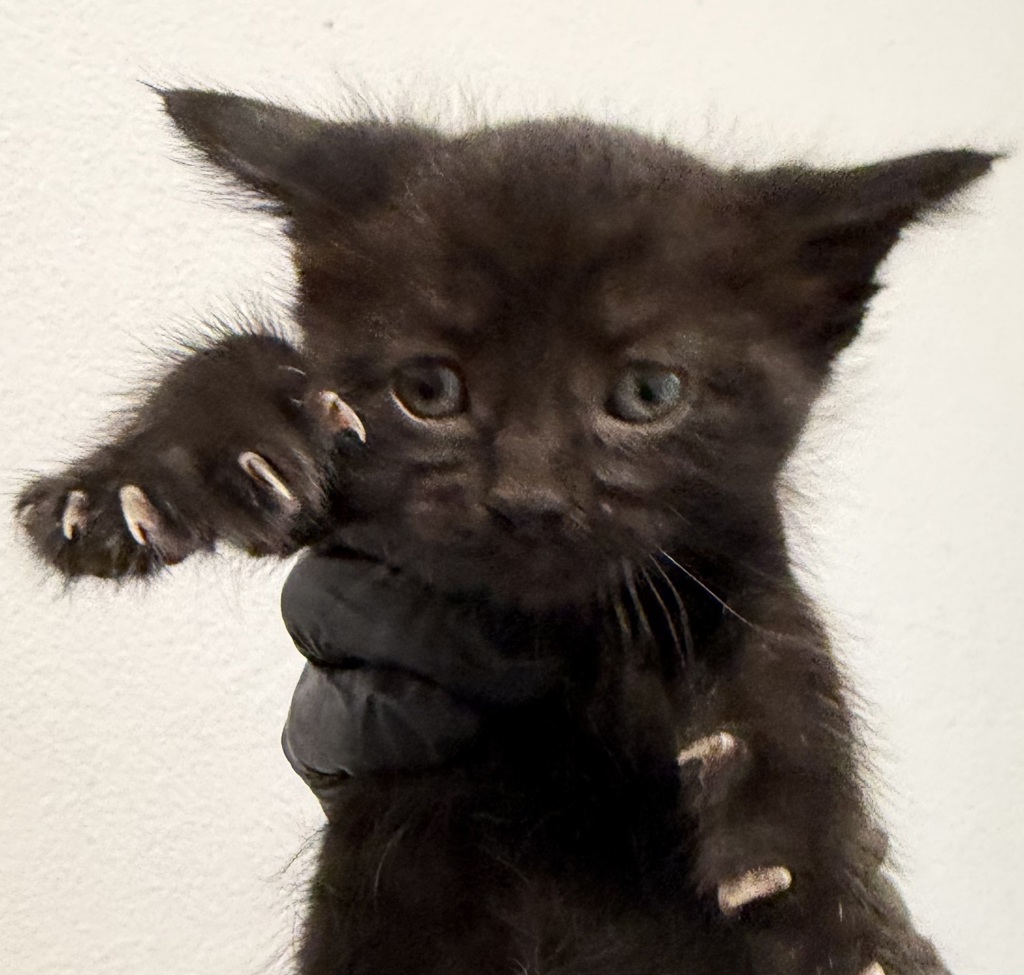 Shelter Stray Male Cat last seen Rene Court, San Diego, CA, 92154, 5500 Gaines St, San Diego, CA 92110, USA