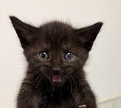 Shelter Stray Male Cat last seen Rene Court, San Diego, CA, 92154, 5500 Gaines St, San Diego, CA 92110, USA
