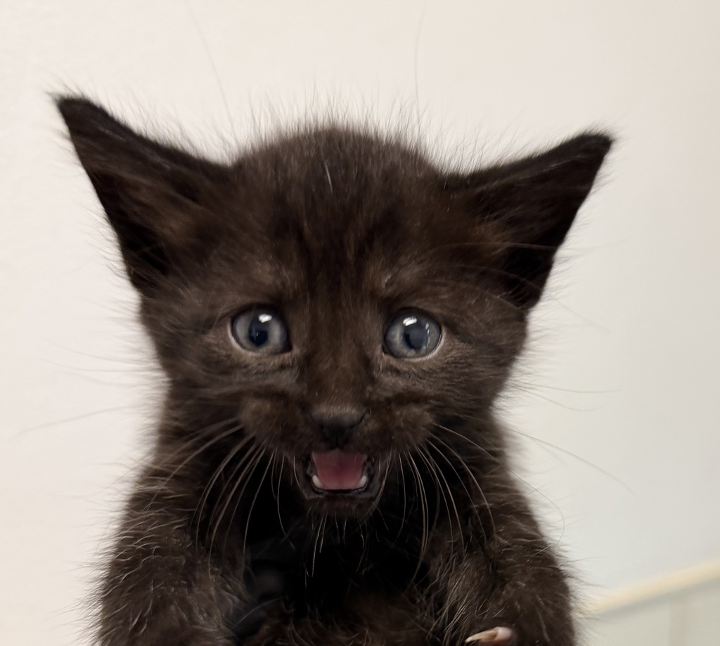 Shelter Stray Male Cat last seen Rene Court, San Diego, CA, 92154, 5500 Gaines St, San Diego, CA 92110, USA