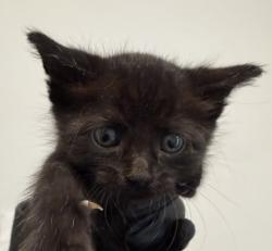 Shelter Stray Female Cat last seen Rene Court, San Diego, CA, 92154, 5500 Gaines St, San Diego, CA 92110, USA