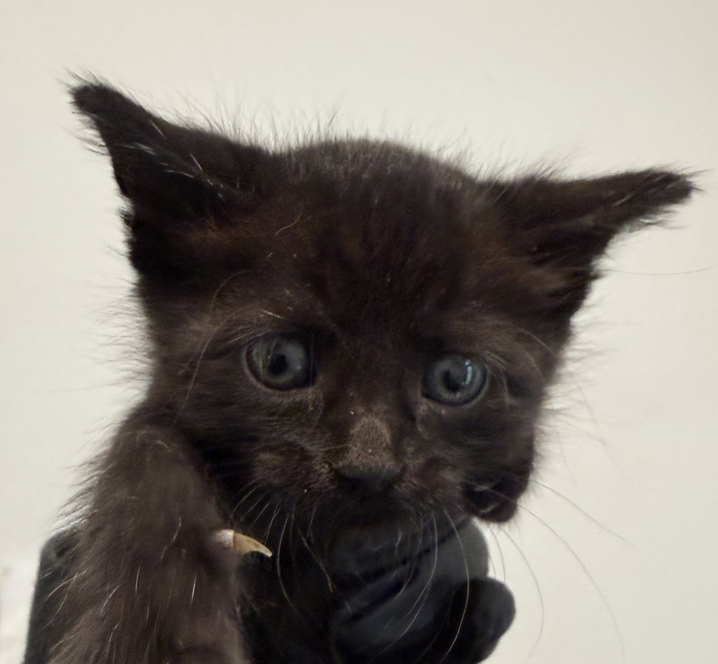 Shelter Stray Female Cat last seen Rene Court, San Diego, CA, 92154, 5500 Gaines St, San Diego, CA 92110, USA