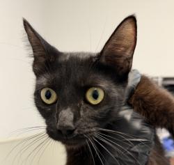 Shelter Stray Female Cat last seen Rene Court, San Diego, CA, 92154, 5500 Gaines St, San Diego, CA 92110, USA