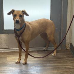 Shelter Stray Female Dog last seen Mission Gorge Road, San Diego, CA, 92120, 5500 Gaines St, San Diego, CA 92110, USA