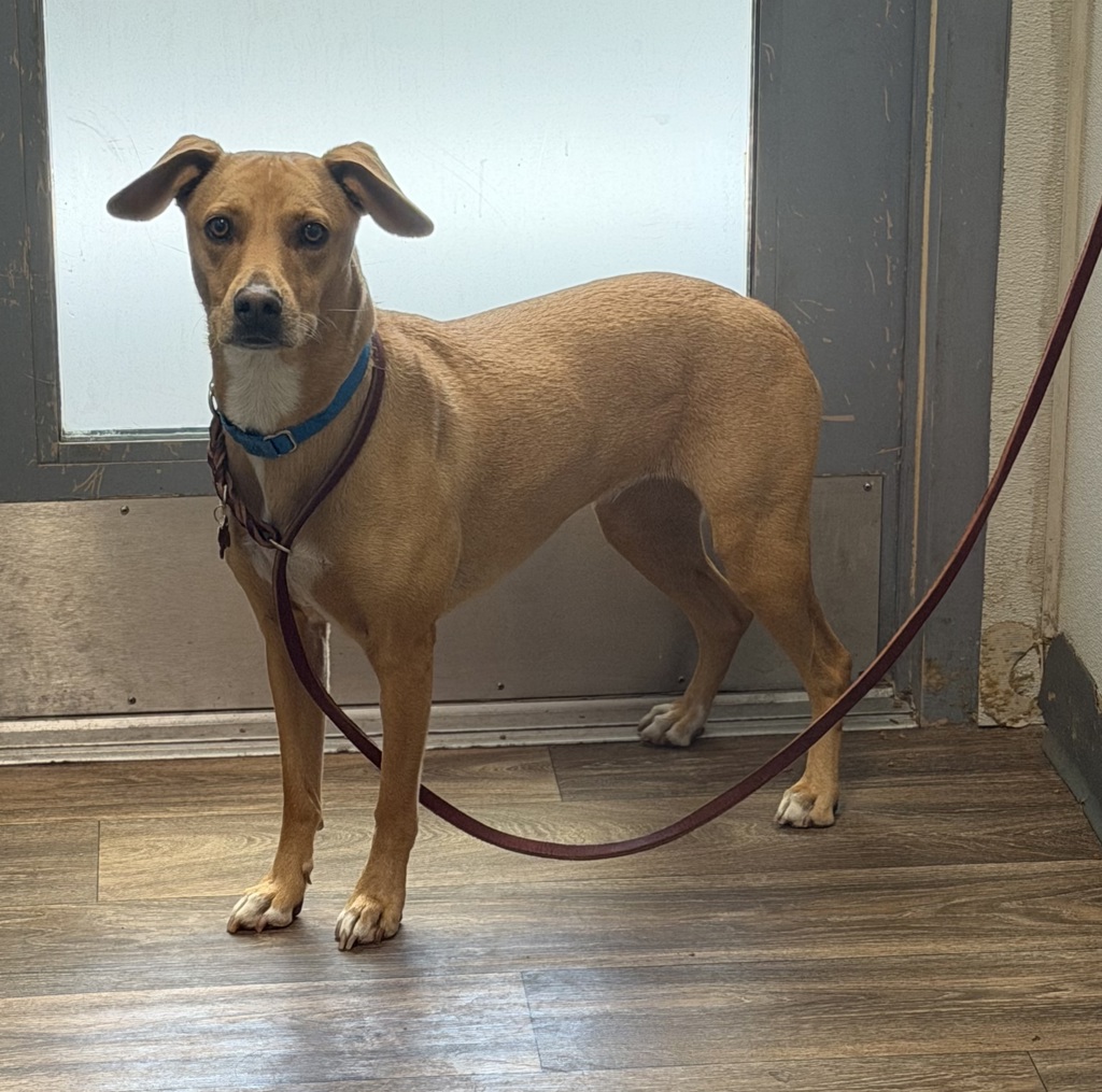 Shelter Stray Female Dog last seen Mission Gorge Road, San Diego, CA, 92120, 5500 Gaines St, San Diego, CA 92110, USA