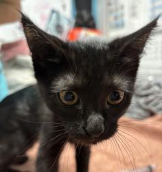 Shelter Stray Female Cat last seen Near Poway Road, Poway, CA, 92064, Escondido, CA 92027, USA