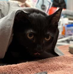 Shelter Stray Male Cat last seen Near Poway Road, Poway, CA, 92064, Escondido, CA 92027, USA