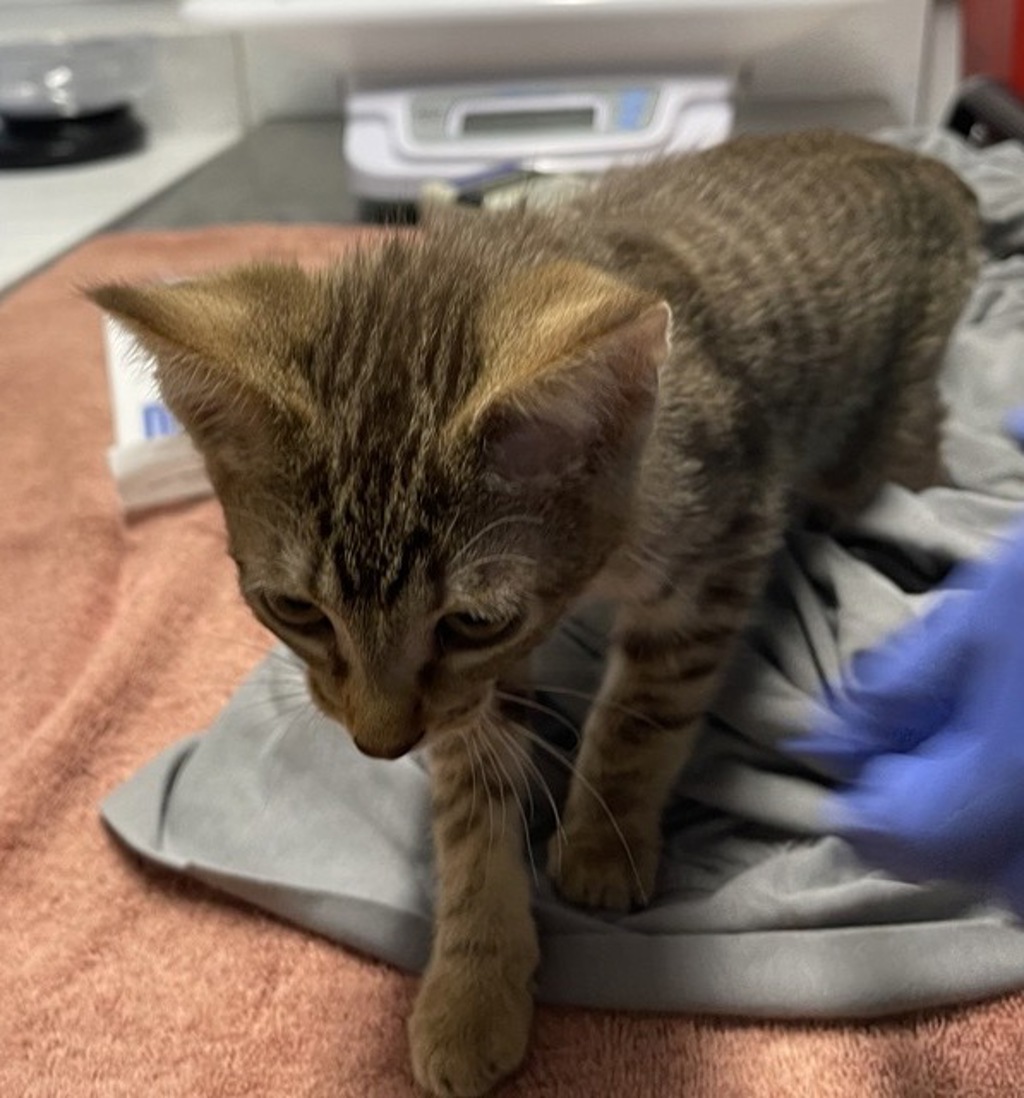 Shelter Stray Male Cat last seen Near Poway Road, Poway, CA, 92064, Escondido, CA 92027, USA