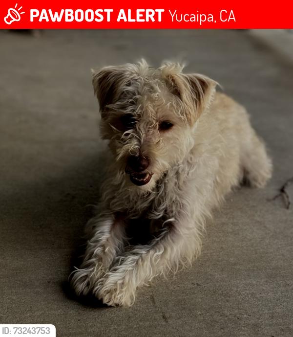 Lost Male Dog last seen Oak mesa dr and wildwood canyon rd, Yucaipa, CA 92399