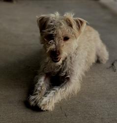 Lost Male Dog last seen Oak mesa dr and wildwood canyon rd, Yucaipa, CA 92399