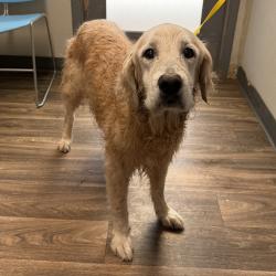 Shelter Stray Unknown Dog last seen W Point Loma Boulevard, San Diego, CA, 92107, 5500 Gaines St, San Diego, CA 92110, USA