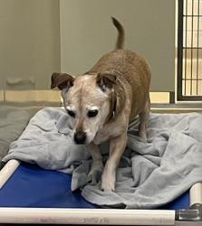 Shelter Stray Male Dog last seen Near Robison Boulevard, Poway, CA, 92064, Escondido, CA 92027, USA