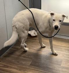 Shelter Stray Male Dog last seen Not Provided., San Diego, CA, 92154, 5500 Gaines St, San Diego, CA 92110, USA