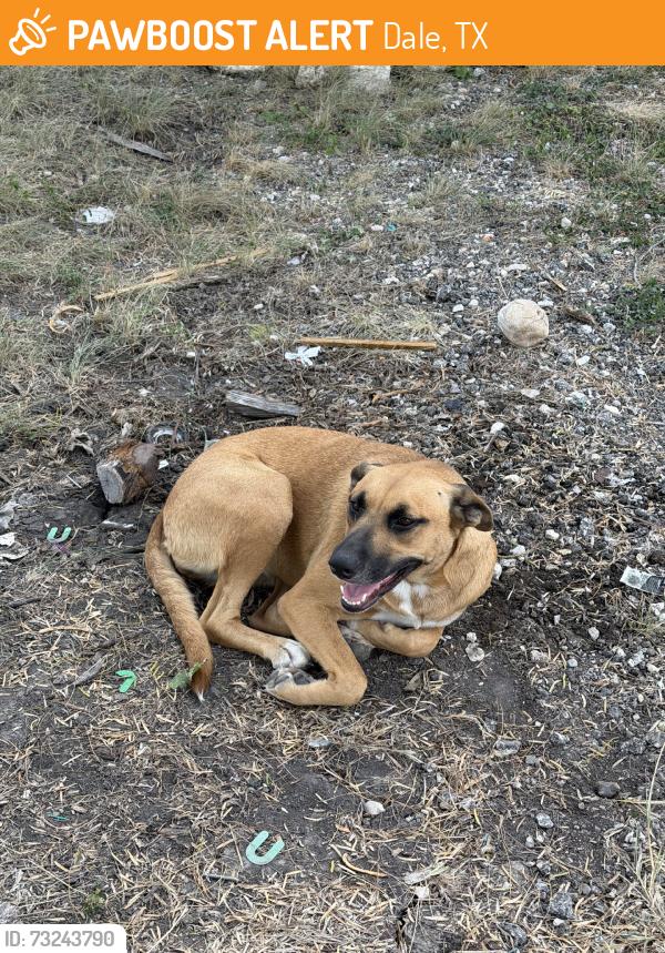 Found/Stray Female Dog last seen On the property, Dale, TX 78616