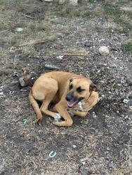 Found/Stray Female Dog last seen On the property, Dale, TX 78616