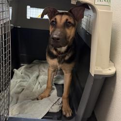 Shelter Stray Male Dog last seen Devore shelter urgent medical adoption rescue, San Diego, CA, 92110, 5500 Gaines St, San Diego, CA 92110, USA