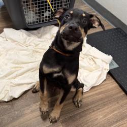 Shelter Stray Male Dog last seen Devore Shelter, urgent medical adoption/ rescue, San Diego, CA, 92110, 5500 Gaines St, San Diego, CA 92110, USA