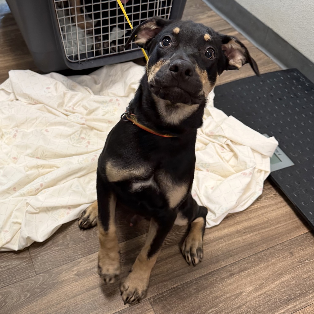 Shelter Stray Male Dog last seen Devore Shelter, urgent medical adoption/ rescue, San Diego, CA, 92110, 5500 Gaines St, San Diego, CA 92110, USA