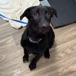 Shelter Stray Male Dog last seen Devore shelter/ urgent medical adoption rescue, San Diego, CA, 92110, 5500 Gaines St, San Diego, CA 92110, USA
