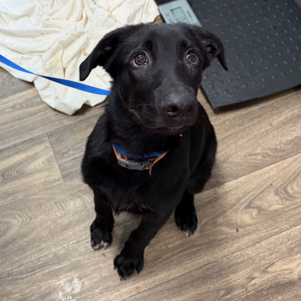 Shelter Stray Male Dog last seen Devore shelter/ urgent medical adoption rescue, San Diego, CA, 92110, 5500 Gaines St, San Diego, CA 92110, USA