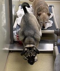 Shelter Stray Male Dog last seen Near Robison Boulevard, Poway, CA, 92064, Escondido, CA 92027, USA