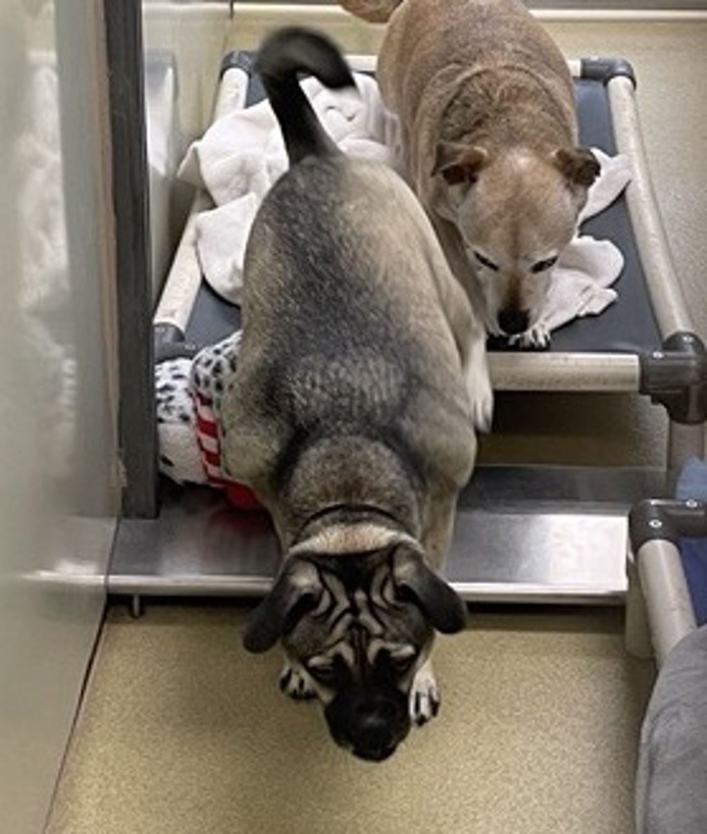 Shelter Stray Male Dog last seen Near Robison Boulevard, Poway, CA, 92064, Escondido, CA 92027, USA