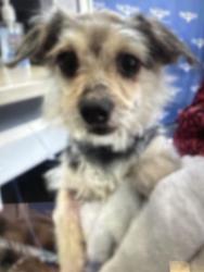 Lost Male Dog last seen Hwy 287, Saginaw, TX 76179